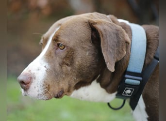 Chico wartet auf seine Menschen