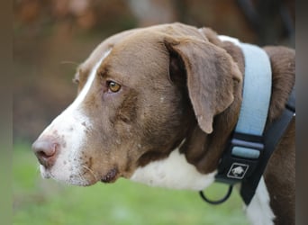 CHICO wartet auf seine Menschen