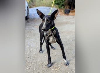 Marlon wartet auf seine Menschen Marlon wartet auf seine Menschen