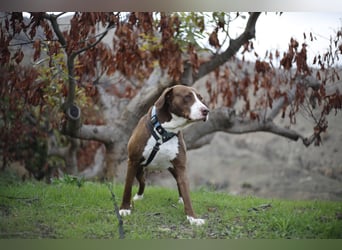 CHICO wartet auf seine Menschen