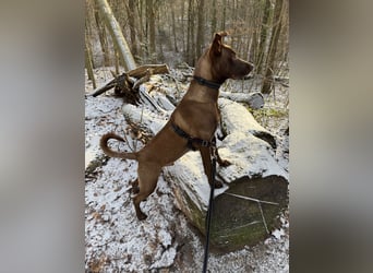 Powerpaket Sarotti sucht sein Zuhause