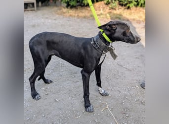 Marlon wartet auf seine Menschen Marlon wartet auf seine Menschen