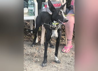 Marlon wartet auf seine Menschen Marlon wartet auf seine Menschen