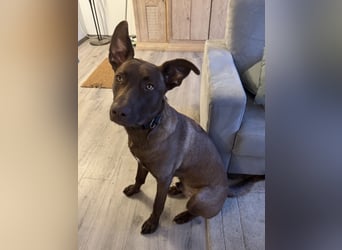 Powerpaket Sarotti sucht sein Zuhause