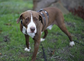 Chico wartet auf seine Menschen