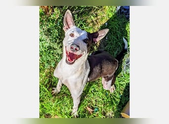 Oreo (TO) gut, lieb und gehorsam. Toller Hund