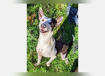 Oreo (TO) gut, lieb und gehorsam. Toller Hund