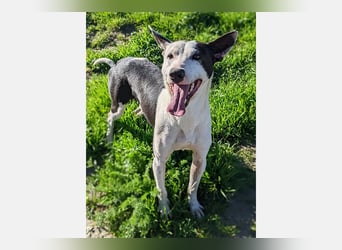 Oreo (TO) gut, lieb und gehorsam. Toller Hund