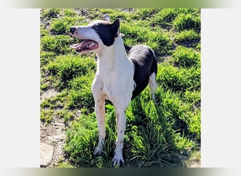 Oreo (TO) gut, lieb und gehorsam. Toller Hund