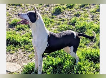 Oreo (TO) gut, lieb und gehorsam. Toller Hund
