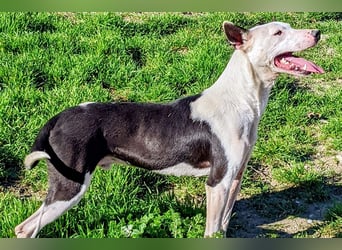 Oreo (TO) gut, lieb und gehorsam. Toller Hund