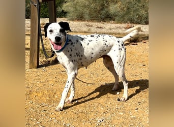 Bella (TO) eine tolle Maus