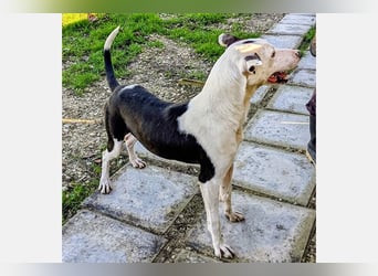 Oreo (TO) gut, lieb und gehorsam. Toller Hund