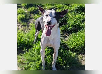 Oreo (TO) gut, lieb und gehorsam. Toller Hund