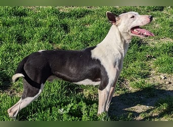 Oreo (TO) gut, lieb und gehorsam. Toller Hund