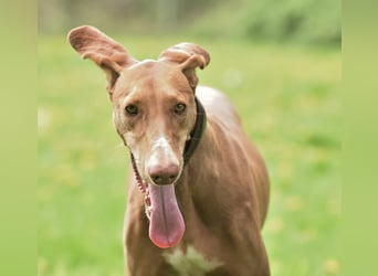 Wunderschöne Fely sucht das Glück