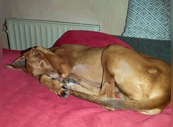 Fely sucht ihre Menschen und lebt auf Pflegestelle in Deutschland