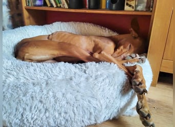 Fely sucht ihre Menschen und lebt auf Pflegestelle in Deutschland