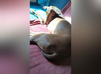 Wunderschöne Fely sucht das Glück