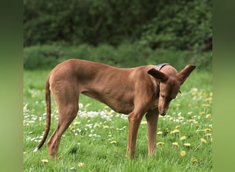 Wunderschöne Fely sucht das Glück