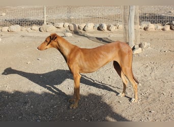 Fely sucht ihre Menschen und lebt auf Pflegestelle in Deutschland