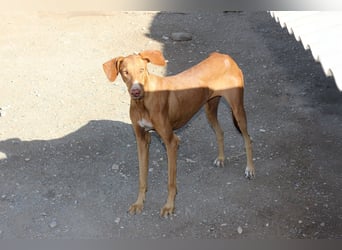 Fely sucht ihre Menschen und lebt auf Pflegestelle in Deutschland