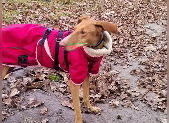 Fely sucht ihre Menschen und lebt auf Pflegestelle in Deutschland