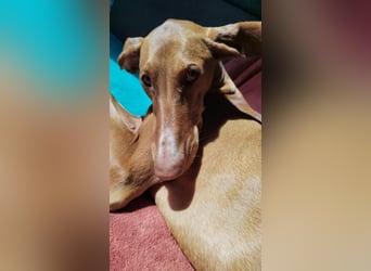 Wunderschöne Fely sucht das Glück