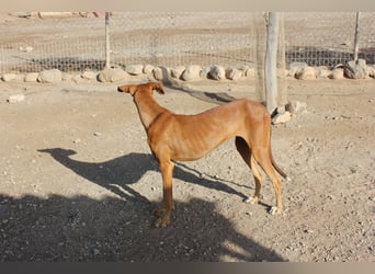 Fely sucht ihre Menschen und lebt auf Pflegestelle in Deutschland