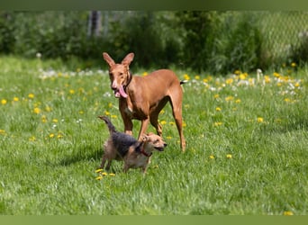 Wunderschöne Fely sucht das Glück
