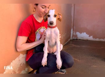 Fina auf Körbchensuche