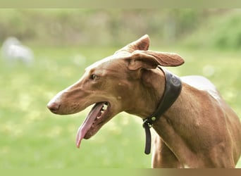 Wunderschöne Fely sucht das Glück