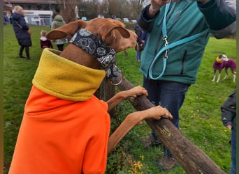 Fely sucht ihre Menschen und lebt auf Pflegestelle in Deutschland
