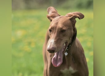 Wunderschöne Fely sucht das Glück