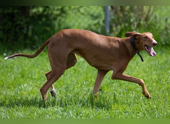 Wunderschöne Fely sucht das Glück