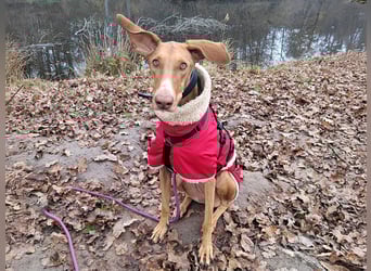 Fely sucht ihre Menschen und lebt auf Pflegestelle in Deutschland