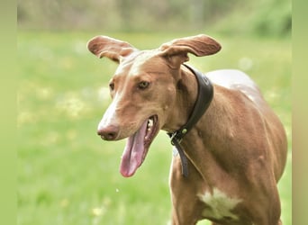 Wunderschöne Fely sucht das Glück