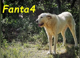 Fanta4 geb. 07/2022 (ESP) - verträglicher und menschenbezogener Podenco-Mix!