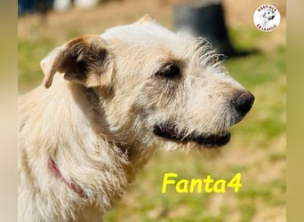 Fanta4 geb. 07/2022 (ESP) - verträglicher und menschenbezogener Podenco-Mix!