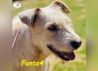 Fanta4 geb. 07/2022 (ESP) - verträglicher und menschenbezogener Podenco-Mix!