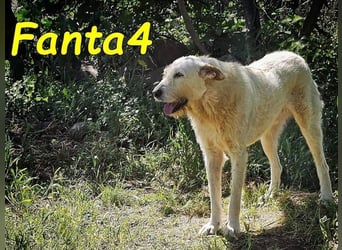 Fanta4 geb. 07/2022 (ESP) - verträglicher und menschenbezogener Podenco-Mix!