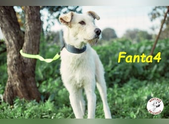 Fanta4 geb. 07/2022 (ESP) - verträglicher und menschenbezogener Podenco-Mix!
