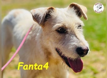 Fanta4 geb. 07/2022 (ESP) - verträglicher und menschenbezogener Podenco-Mix!