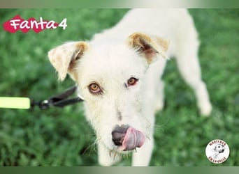 Fanta4 geb. 07/2022 (ESP) - verträglicher und menschenbezogener Podenco-Mix!