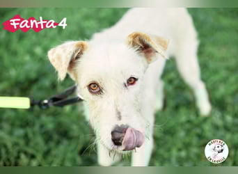 Fanta4 geb. 07/2022 (ESP) - verträglicher und menschenbezogener Podenco-Mix!