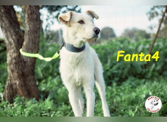 Fanta4 geb. 07/2022 (ESP) - verträglicher und menschenbezogener Podenco-Mix!