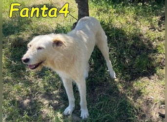 Fanta4 geb. 07/2022 (ESP) - verträglicher und menschenbezogener Podenco-Mix!