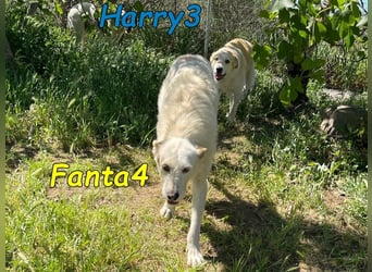 Fanta4 geb. 07/2022 (ESP) - verträglicher und menschenbezogener Podenco-Mix!