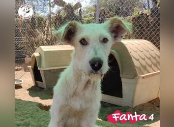 Fanta4 geb. 07/2022 (ESP) - verträglicher und menschenbezogener Podenco-Mix!