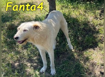Fanta4 geb. 07/2022 (ESP) - verträglicher und menschenbezogener Podenco-Mix!